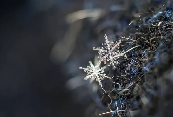 Natuurlijke Macro Sneeuwvlok Iced Schoonheid Van Bevroren Natuur — Stockfoto