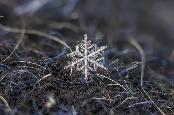 Natuurlijke Macro Sneeuwvlok Iced Schoonheid Van Bevroren Natuur — Stockfoto