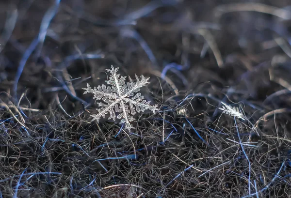 Natural Snowflake Macro Ice Beauty Frozen Nature — стоковое фото