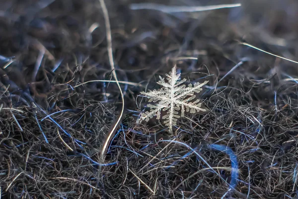 Natuurlijke Macro Sneeuwvlok Iced Schoonheid Van Bevroren Natuur — Stockfoto