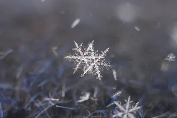 Macro Flocon Neige Naturel Beauté Glacée Nature Gelée — Photo