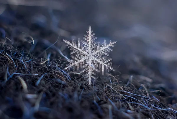 Natural Snowflake Macro Iced Beauty Frozen Nature — Stock Photo, Image