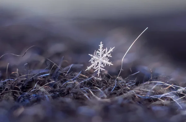 Natuurlijke Macro Sneeuwvlok Iced Schoonheid Van Bevroren Natuur — Stockfoto