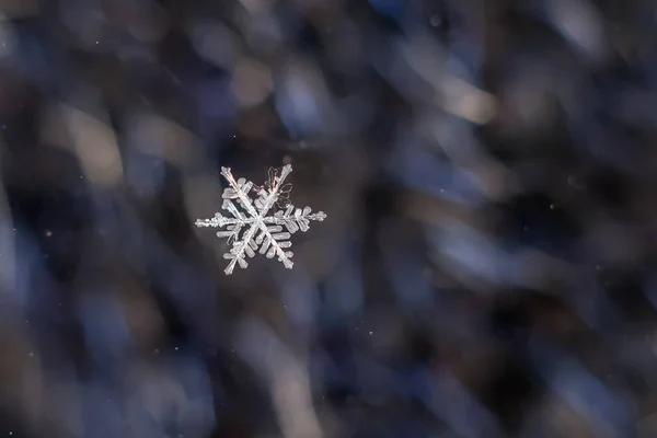 Natuurlijke Macro Sneeuwvlok Iced Schoonheid Van Bevroren Natuur — Stockfoto