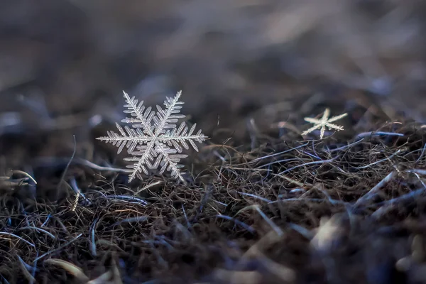 Природні Сніжинка Макрос Крижаною Красою Природи Заморожені — стокове фото