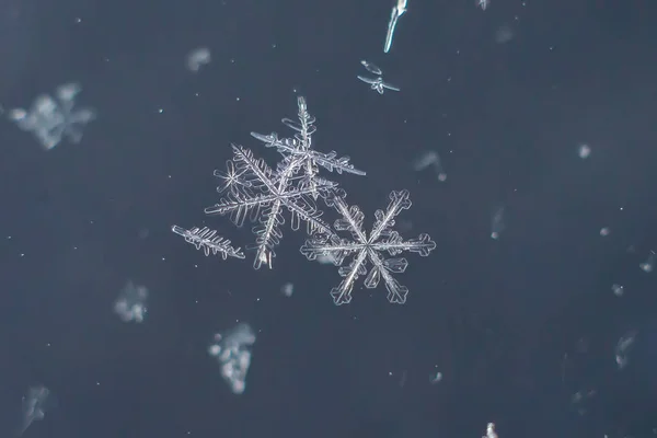 Floco Neve Natural Macro Beleza Gelada Natureza Congelada Fotos De Bancos De Imagens