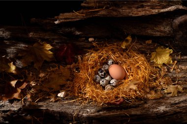 Bıldırcın yumurta yuvada yalan