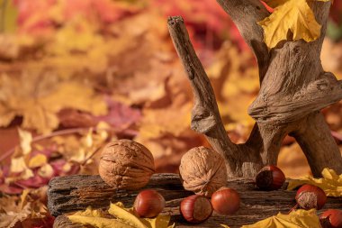 Sonbahar sakin bir hayat