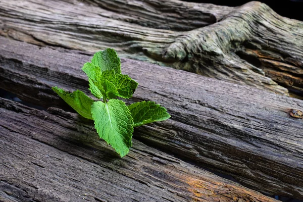 Menta sobre un viejo fondo de madera — Foto de Stock