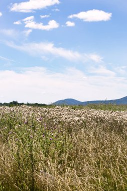 Fauquier ilçe Virginia'da Rectortown yakınındaki bir güneşli yaz gününde tarım arazileri.