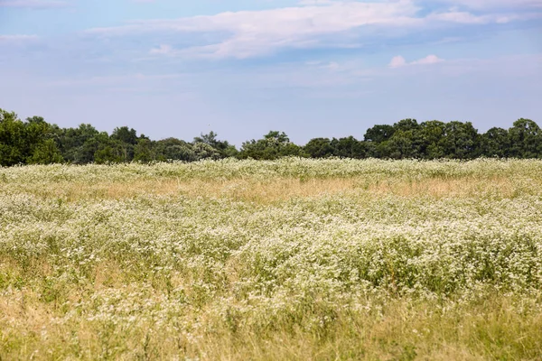 Schönes Feld Unter Blauem Himmel Einem Sonnigen Sommertag Marshall Virginia — Stockfoto