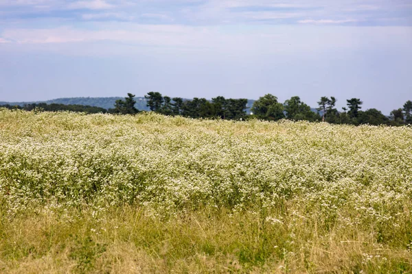 Schönes Feld Unter Blauem Himmel Einem Sonnigen Sommertag Marshall Virginia — Stockfoto