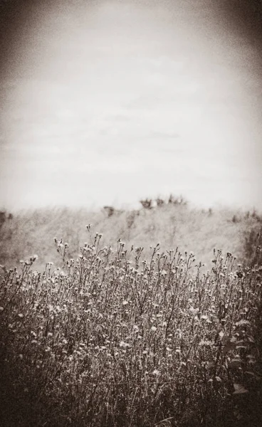 Black White Photo Vintage Border Meadow Rectortown Virginia Fauquier Virginia — Stock Photo, Image