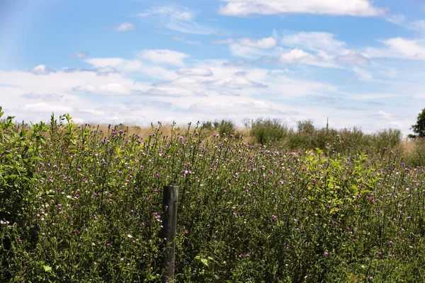 Feld Einem Sonnigen Sommertag Der Nähe Von Rectortown Virginia — Stockfoto