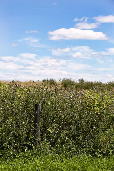 Alan Rectortown Virginia Fauquier ilçe yakınındaki bir güneşli yaz gününde.