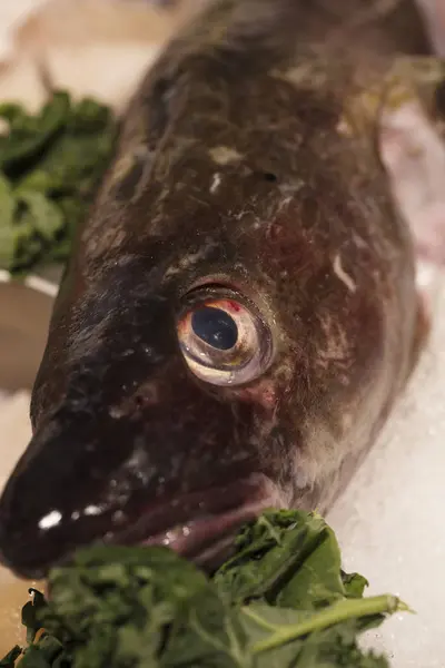 冰上大眼睛的鱼 — 图库照片