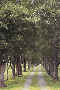 Fauquier County Virginia ağaç kaplı çakıl yol