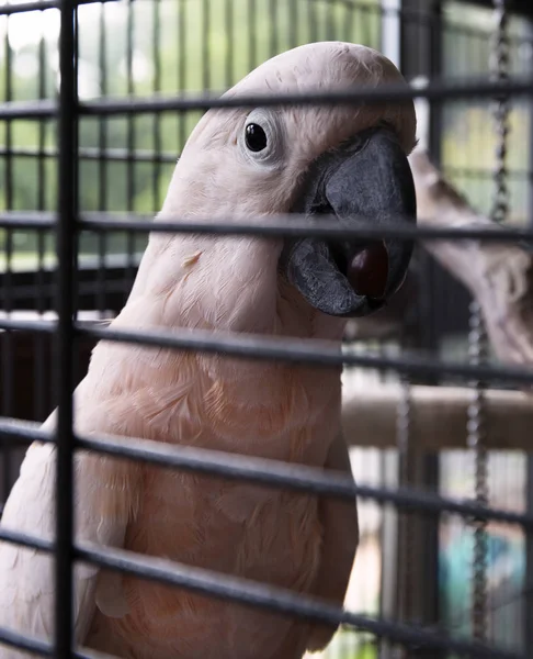 Large pink pet bird in a cage