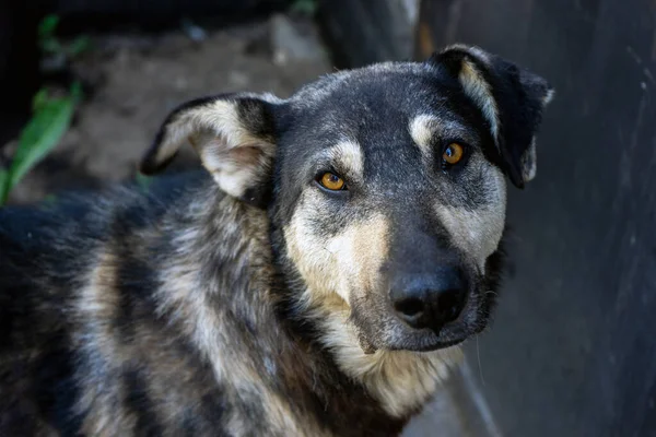 Bir sokak köpeğinin portresi, gri, kahverengi gözlü..