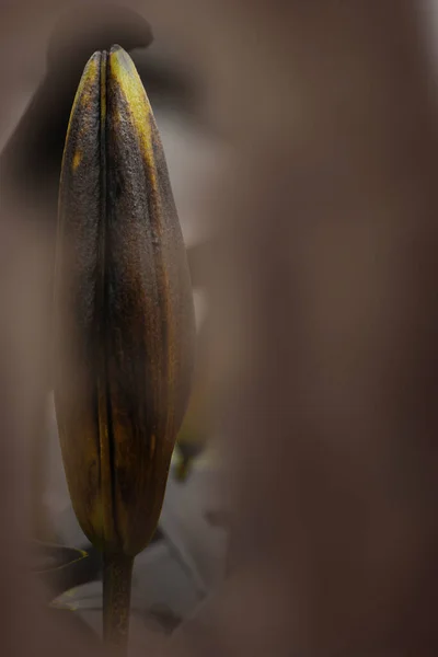 Photographie Abstraite Une Fleur Lis Encore Fermée Avant Plan Flou — Photo