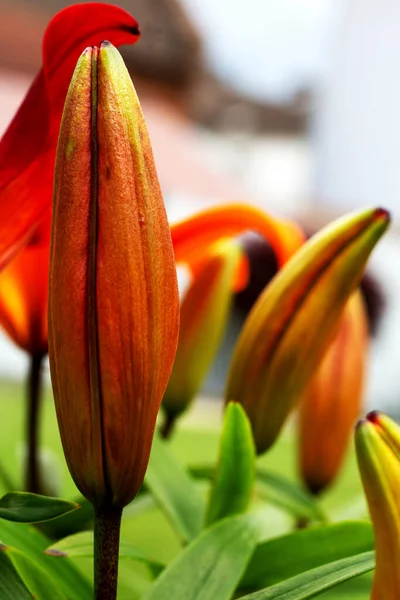 Still Closed Flower Lily — Stock Photo, Image