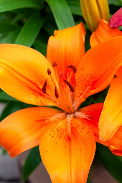 Collection Pollen Lily Close — Stock Photo, Image