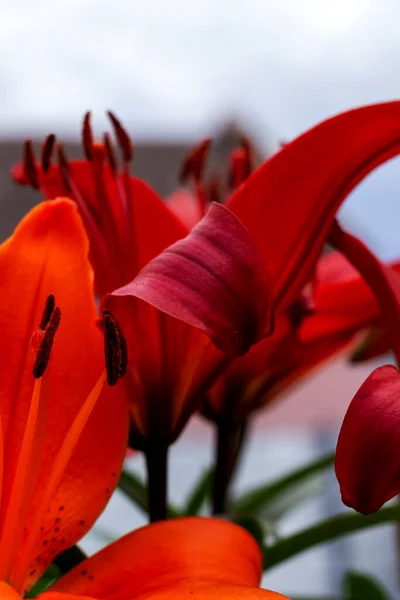 collection of pollen on a lily in a close-up