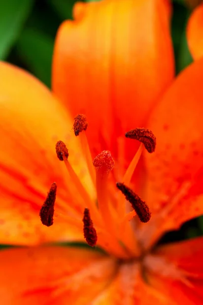 Uppsamling Pollen Lilja Närbild — Stockfoto