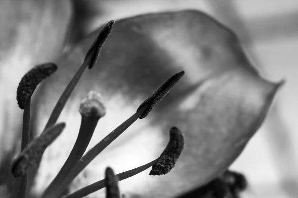 Pistiler Lilja Och Därför Pollen Och Blad Svart Och Vitt — Stockfoto