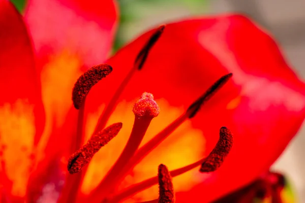 Pistils Lily Therefore Pollen Leaves — Stock Photo, Image