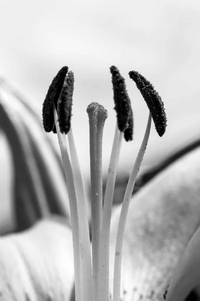 Collecte Pollen Sur Lis Gros Plan Noir Blanc — Photo