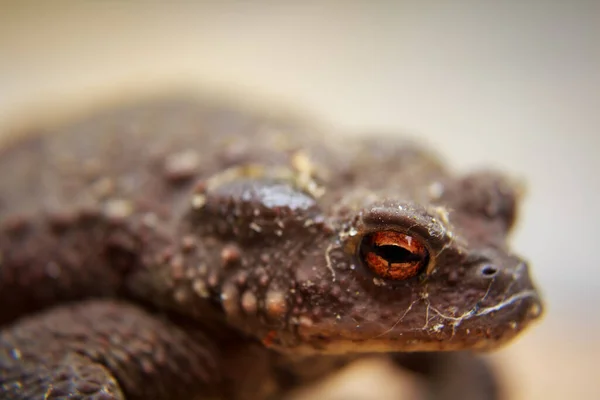 Hittad Soptunna Efter Att Jag Drog Den — Stockfoto