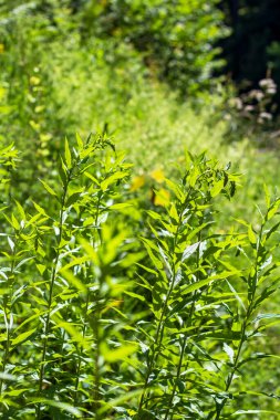 Yol kenarında bitkiler, öğle güneşinde parlayan