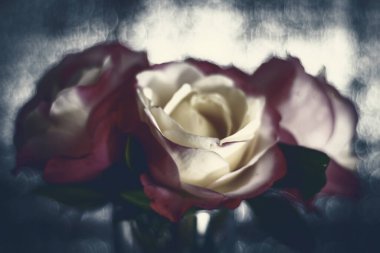 gizemli güller, yapraklar iki renkli kırmızı ve pastel sarısı