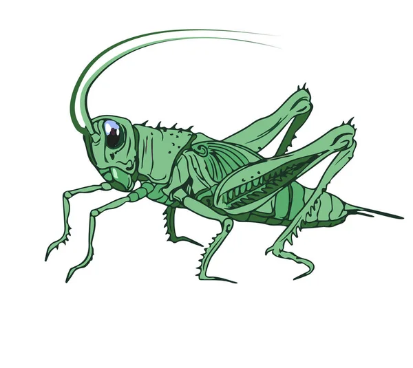 Illustration Syrsa Gräshoppa Detaljerad Färgbild Cricket Isolerad Vit Bakgrund — Stock vektor