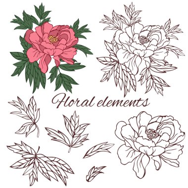 Çiçek açan şakayık, beyaz arkaplanda tek renkli bir çizgi.