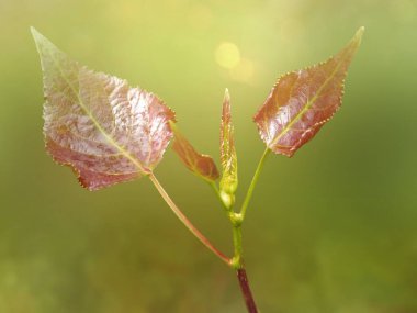 Genç, kızılımsı yapraklar, yağmurdan sırılsıklam. Bokeh etkisi, bulanık arkaplan.