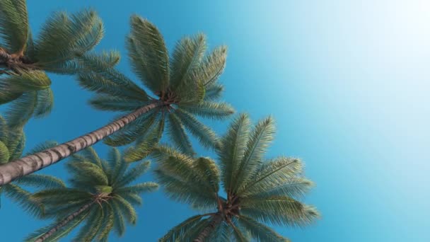 抬头看着棕榈树 椰子树的叶子在风中飘扬 棕榈树抬头看 棕榈叶在风中飘扬 — 图库视频影像