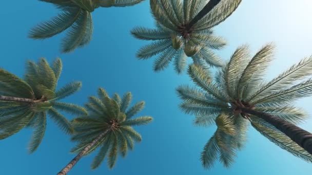 椰子树的叶子在风中飘扬 棕榈树抬头看 — 图库视频影像