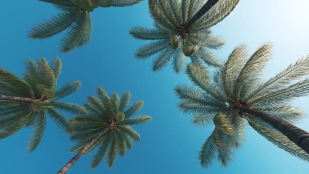 Foglie Palme Cocco Svolazzano Nel Vento Palma Guardando Alto — Video Stock