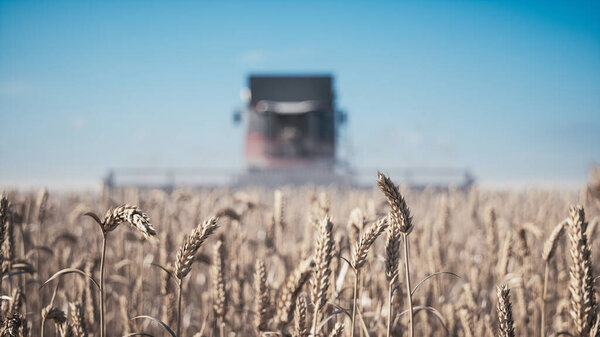 Harvesting of field with combine. Combine harvesters working on wheat field. Close-up on wheat field. The harvester moves in field and mows ripe wheat. 3d illustration