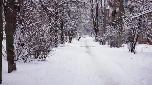 Snötäckta staden gränd med träd beströdd med snö. — Stockvideo