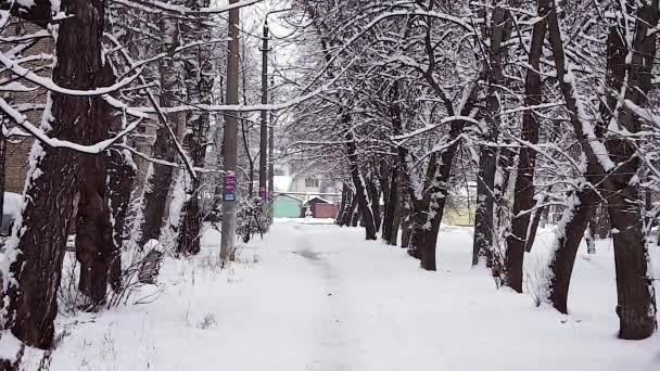 Snötäckta staden gränd med träd beströdd med snö. — Stockvideo