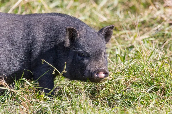 Junges Schwarzes Schwein Auf Einer Waldlichtung — Stockfoto
