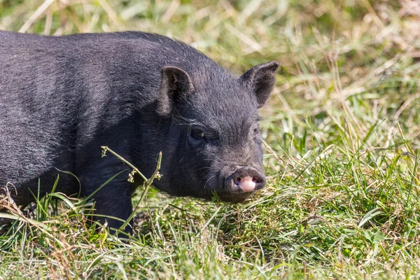 Jong Zwart Varken Wandelen Een Bos Clearing — Stockfoto