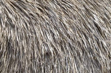 Güneşli da eski şemsiye closeup thatched çatı