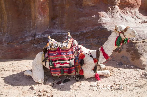 Cammello Una Passeggiata Con Sella Ornata Nell Antica Petra Jorda — Foto Stock