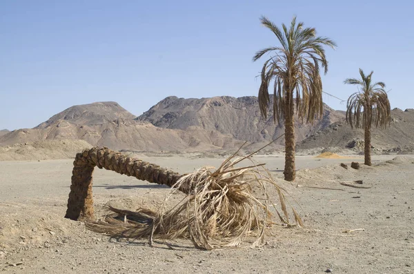 Withered broken palm tree in the desert Sahara, Egyp