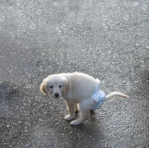 Cachorro blanco con pañal azul Imagen de stock