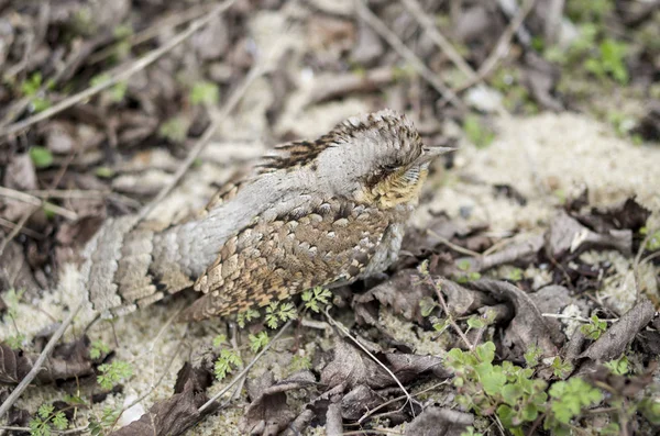 Küçük saklanmak bayağı boyunburan (Jynx torquilla) çim, Bulgaristan, Europ